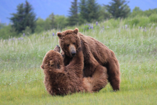 Illustration for article titled Please Enjoy This Gallery Of Amazing Bear Photos
